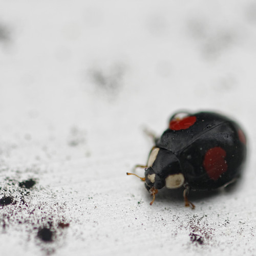 my ladybug turned black...........:D