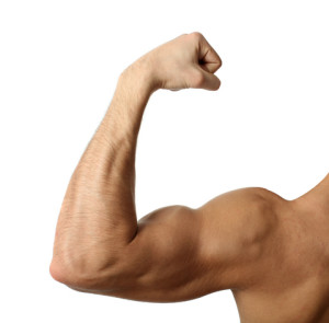 muscle